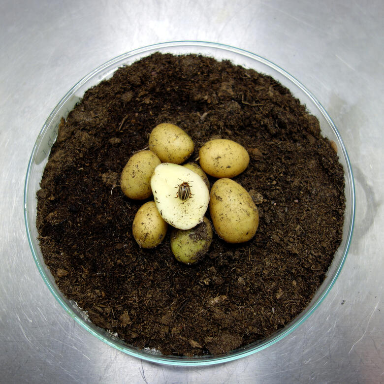 Beetle On Potatoes